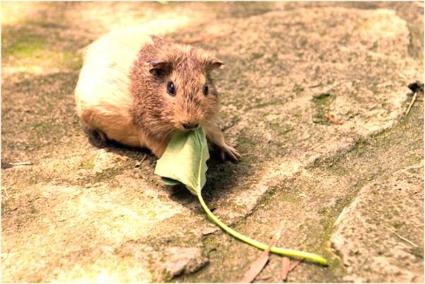 夢到了海邊挖扇貝是啥預兆_周公解夢官網