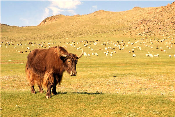 夢到了想放棄生命但被罵醒是什麼預兆_周公解夢官網