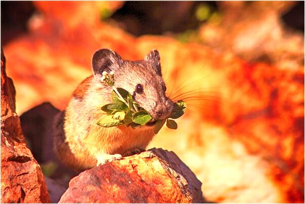 夢到熟人頭髮白了是什麼預兆？_周公解夢官網