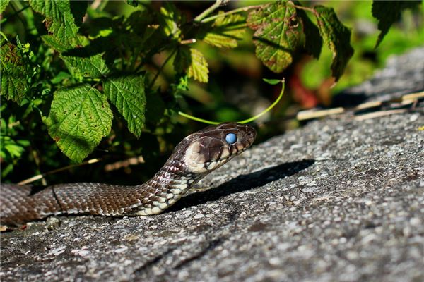 屬蛇人未來十年運程_十二生肖