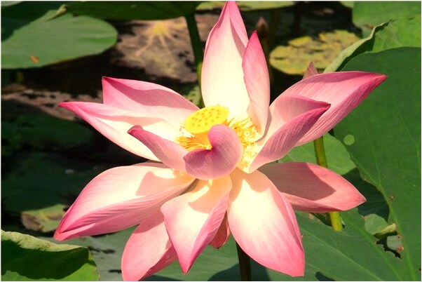 夢到自己往別人頭上灑水會是什麼預兆_周公解夢官網