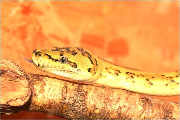 夢到走牆頭是什麼意思_周公解夢官網