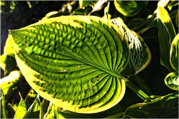 夢到白色短袖是咋回事_周公解夢官網