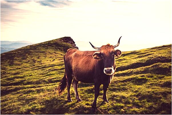 夢到大把大把的抓熟米預示什麼_周公解夢官網