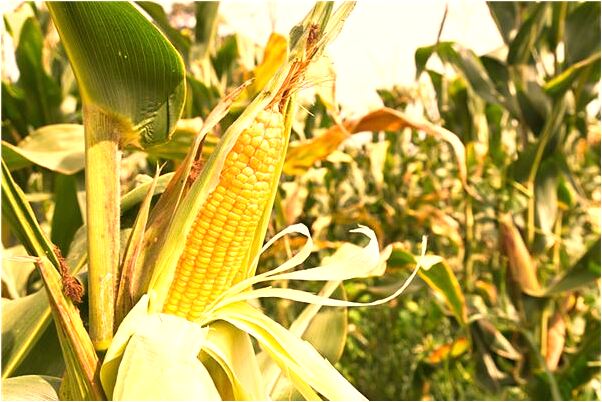 夢到了追趕打架代表著什麼_周公解夢官網