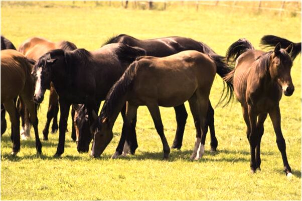 夢到車打不著是什麼啟示_周公解夢官網