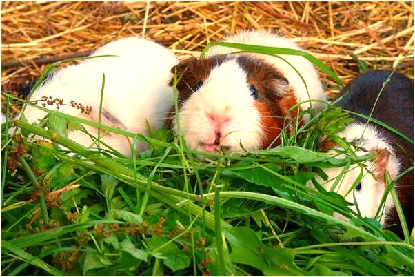 夢到了穿越回古代拜佛求回有什麼預兆_周公解夢官網