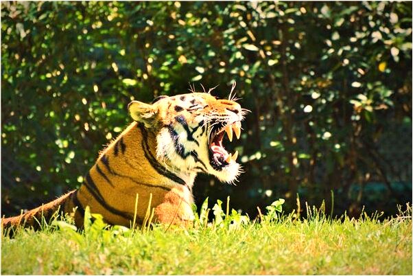 夢到本命年破災難怎么回事_周公解夢官網