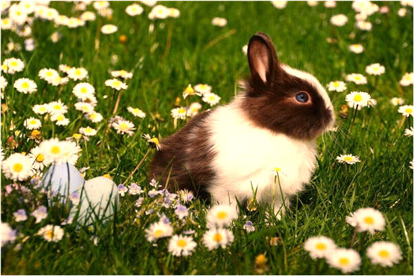 夢見殺魚魚跑了有什麼意思_周公解夢官網