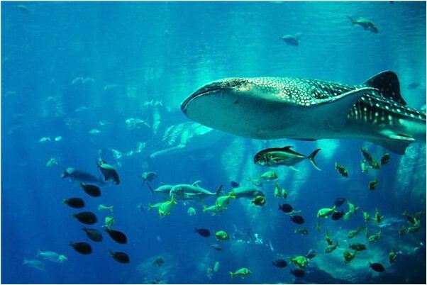 夢到黑夜遼闊的大地上有很多人代表著什麼_周公解夢官網