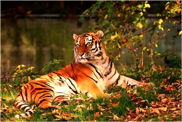 夢到了草你妹妹是凶兆還是吉兆_周公解夢官網