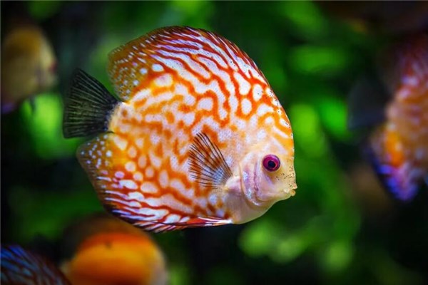 夢到了家裡有魚會有什麼預兆_周公解夢