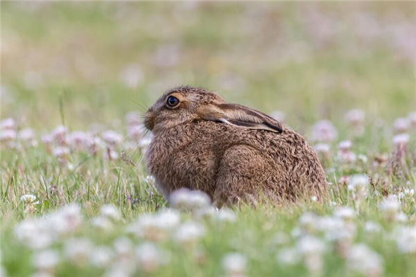 2022年生肖兔的人多大歲數了_十二生肖