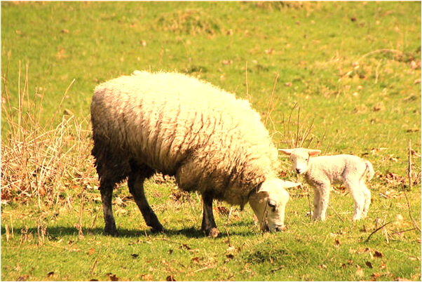 夢到我的頭髮被人給點了會是什麼預兆_周公解夢官網