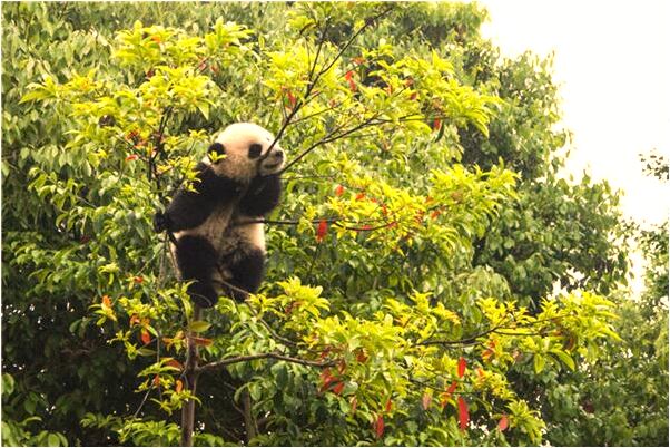 夢見風中白衣人是什麼預兆？_周公解夢官網