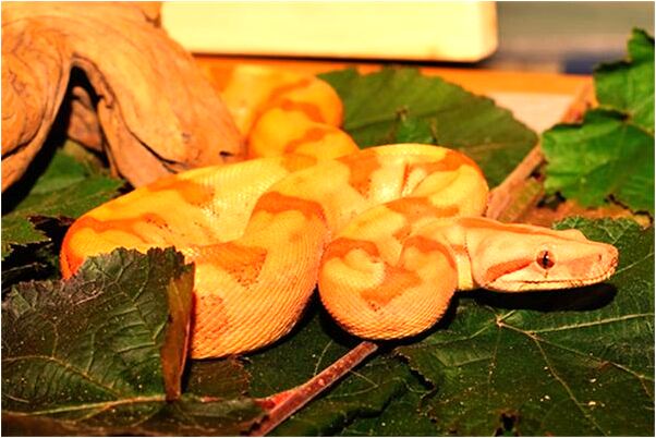 夢到墓前好多花草代表什麼_周公解夢官網