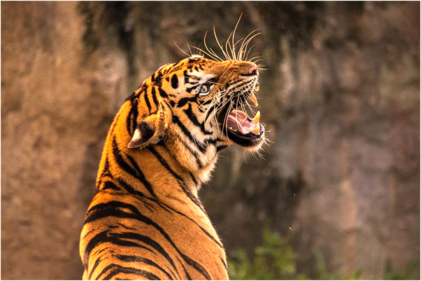 夢見陌生電話號碼怎么樣_周公解夢官網