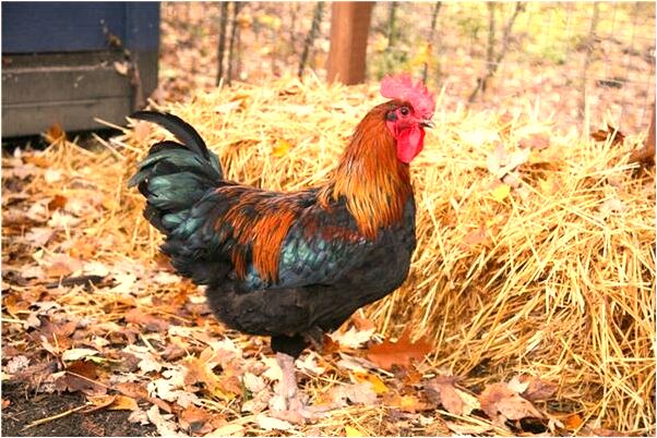 夢見我打了大黑熊代表什麼_周公解夢官網