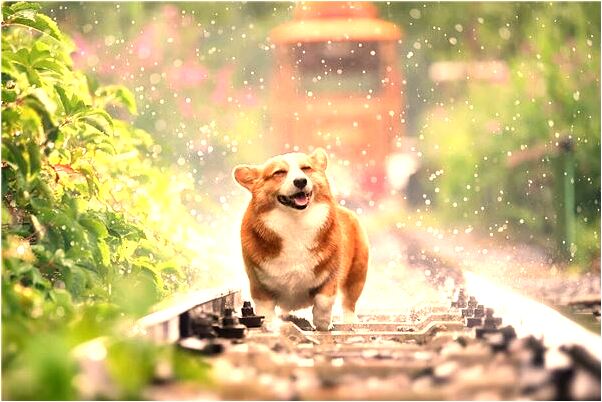 夢見很多動物和水是咋回事_周公解夢官網