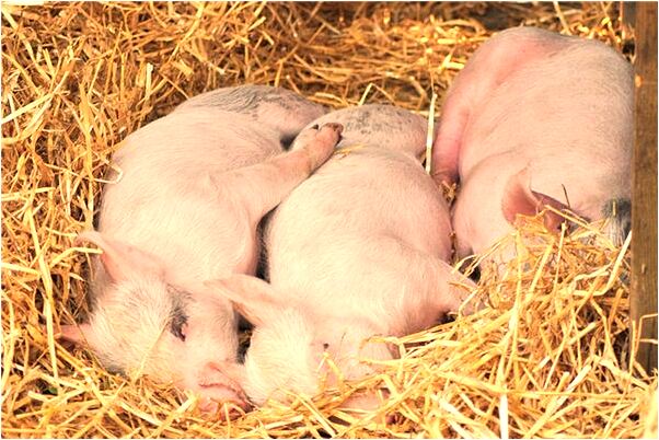 夢到同事把小孩頭弄破是什麼預兆？_周公解夢官網