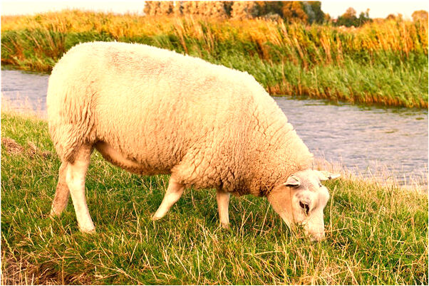 夢到彩色的龍在天上飛有什麼意思嗎_周公解夢官網