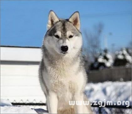 狗通人性，最適合12星座養的寵物狗_十二星座