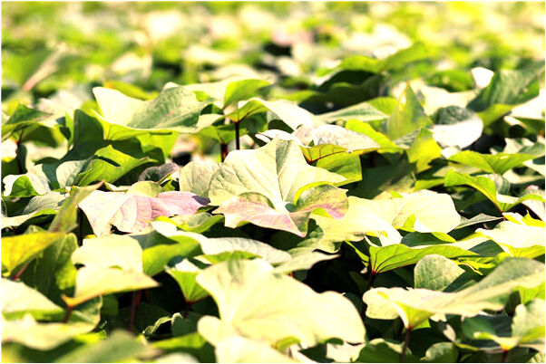 夢到男人示愛預示了什麼_周公解夢官網