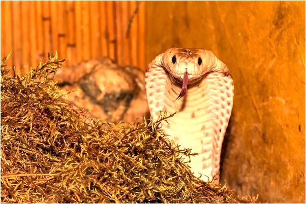 夢見豬肉豬肝壞了是什麼徵兆_周公解夢官網