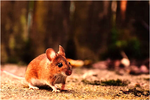 夢到了大著肚子要生了怎么樣_周公解夢官網