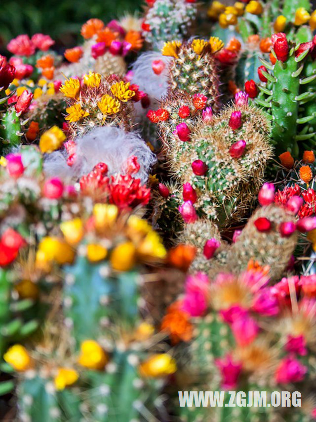 夢見孕婦葡萄_周公解夢夢到孕婦葡萄是什麼意思_做夢夢見孕婦葡萄好不好_周公解夢官網