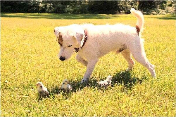 夢到兩個小孩有什麼寓意嗎_周公解夢官網