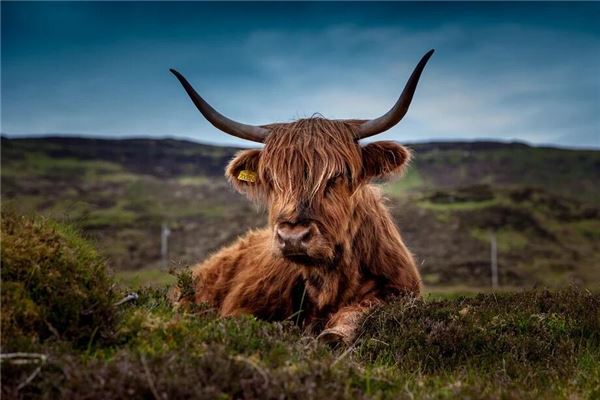 2021年屬牛未來十年運程_十二生肖