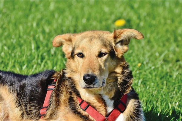 夢到踢狗是凶兆還是吉兆_周公解夢