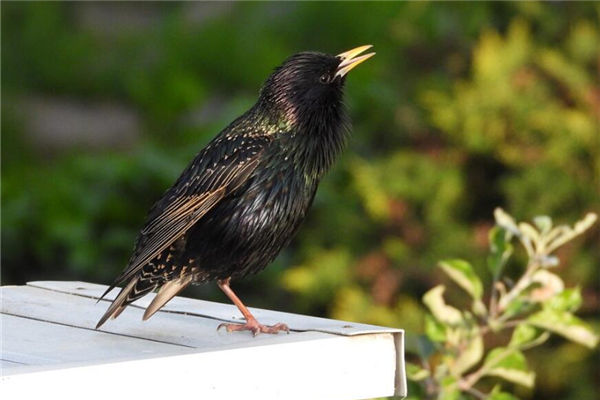 夢見八哥鳥是什麼意思_周公解夢