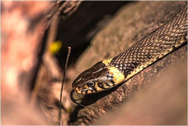 夢見撿死雨預示什麼_周公解夢官網