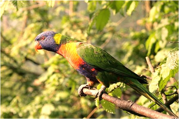 夢到喜歡的人出國了有什麼寓意嗎_周公解夢官網