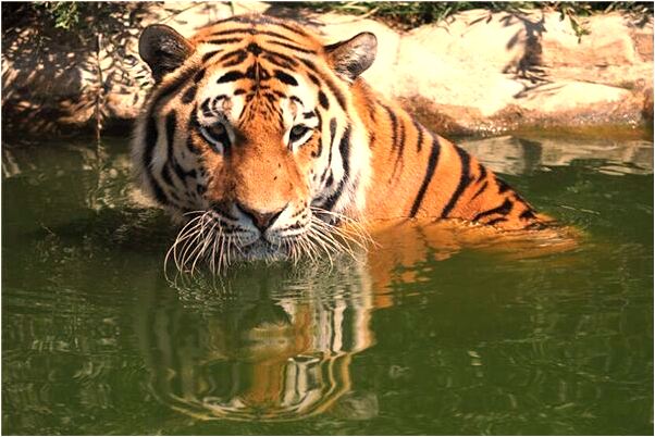 夢到自己在河邊洗衣服意味什麼_周公解夢官網