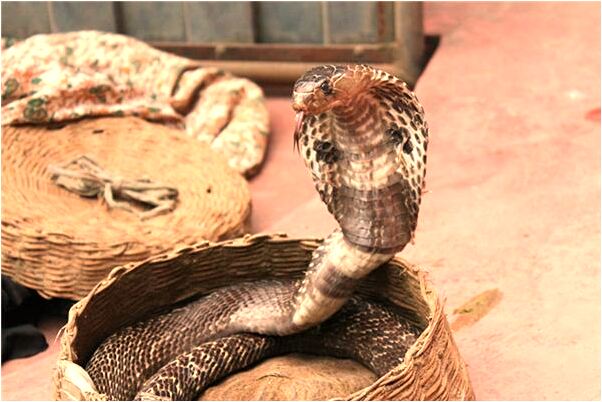 夢到被老師欣賞意味著什麼_周公解夢官網