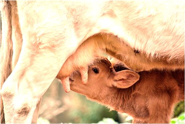 夢見看不起領導會是什麼預兆_周公解夢官網