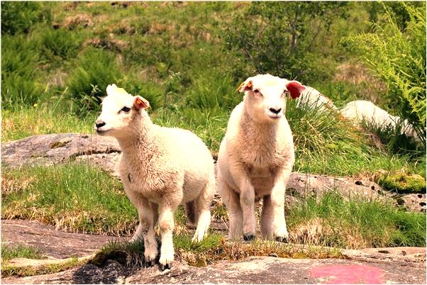夢到考試分數較低有什麼寓意嗎？_周公解夢官網
