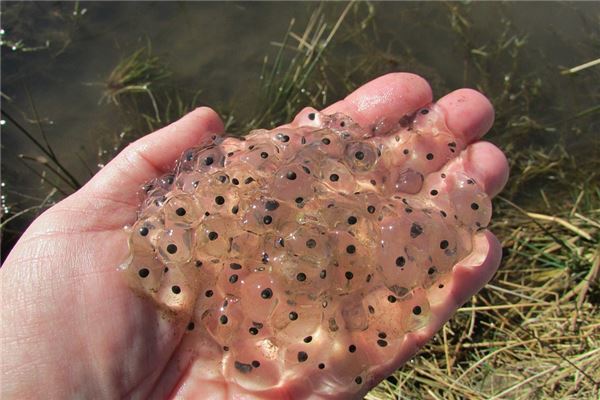 夢見青蛙產卵是好事還是壞事_周公解夢