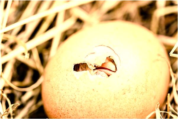 夢到了追公車是什麼意思_周公解夢官網