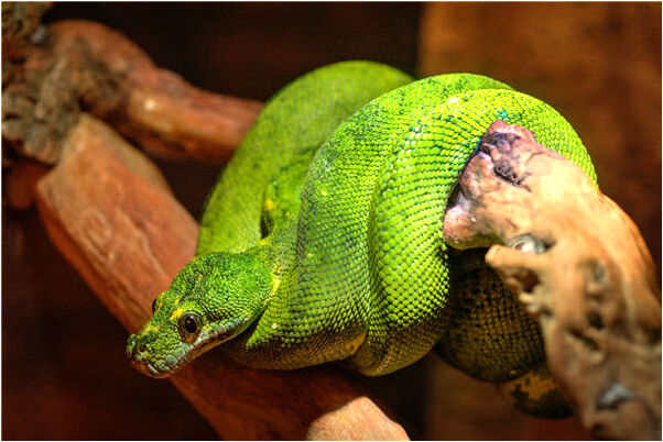 夢見換電池意味什麼_周公解夢官網