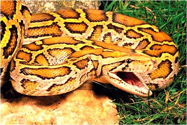 夢見別人上下肢體分開有何寓意_周公解夢官網