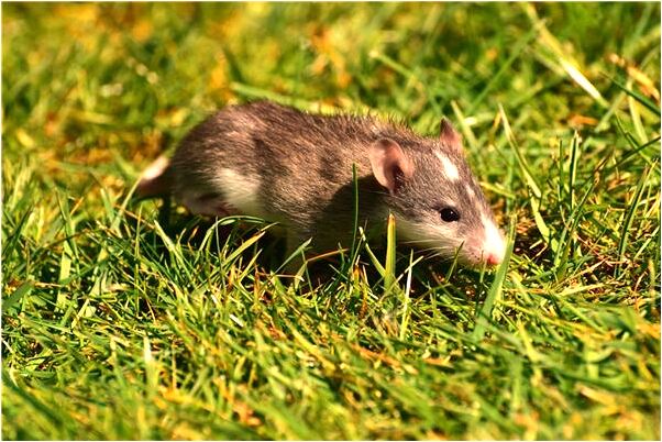 夢到了打爛了領導及自已的杯子是好是壞_周公解夢官網