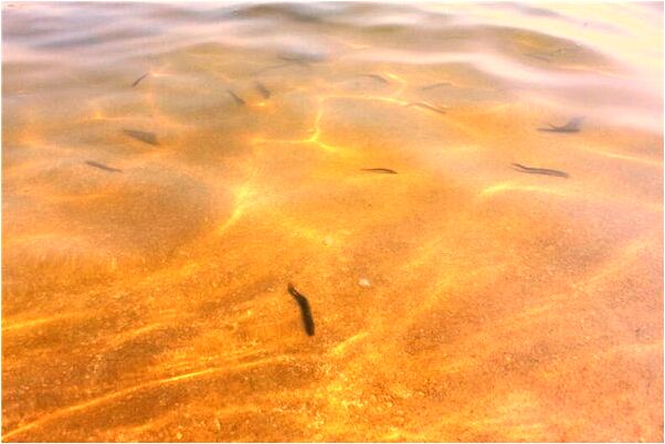 夢到了媽媽病情如重是怎么回事_周公解夢官網