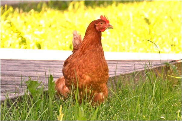 夢到小男孩懷裡有什麼意義嗎_周公解夢官網