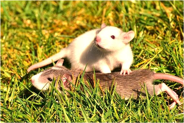 夢到牙齒掉了幾顆的預兆_周公解夢官網