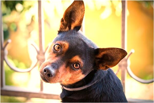 夢到吃茼蒿什麼預兆_周公解夢官網