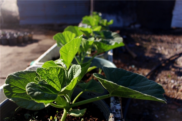 夢到了葫蘆苗是啥意思_周公解夢